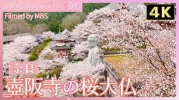 【4K】桜大仏【JNN sakuraドローンDIG 2024】|TBS NEWS DIG