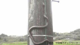 停電で新幹線の運転見合わせ 原因はヘビ ヘビが電柱をスルスル登る?! 【画像閲覧注意】|TBS NEWS DIG