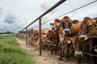 生きた肉を食べるハエ幼虫、米で新たに3例確認－州境越え拡大に懸念| TBS CROSS DIG with Bloomberg