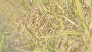 コメ平均価格5キロ4251円 過去最高値4285円に近づく 新米価格の高止まりが要因か| TBS CROSS DIG with Bloomberg