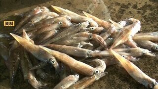 「収入なくなっちゃった」豊漁なのに漁出られず…スルメイカ漁の再開は？ 増枠提案も…漁業者落胆| TBS CROSS DIG with Bloomberg