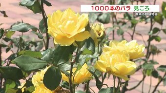 世界のバラ1000本が見ごろ　熊本市動植物園で「バラまつり」　|　熊本のニュース｜RKK熊本放送