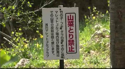 ほとんど取られちゃった…」春の味覚の山菜【タラの芽】無断で採取…長野