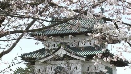 今日の弘前の桜 日一日と華やぎを増す弘前さくらまつり 春色に染まる