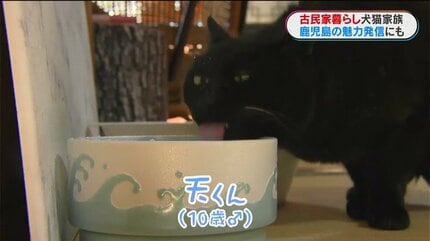 古民家暮らしの犬猫4きょうだい “ほっこりする日常”を切り取ったフォト