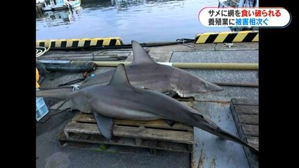 img_1e76e81284ed39dee4b2254a2e