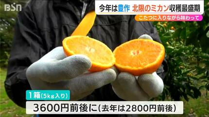 こたつミカンが一番」例年より甘く酸味ほんのり『北限のミカン』収穫