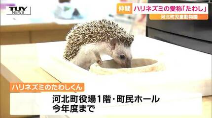 かわいくない？ 飼育員の中では人気？ 河北町児童動物園のハリネズミの