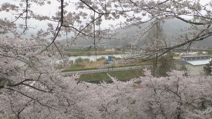 自治体が頭を悩ませる桜並木の高齢化 AIで木の健康状態を判定 対策の