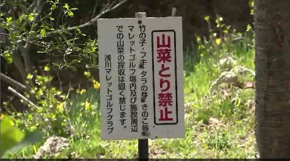 「ほとんど取られちゃった…」春の味覚の山菜【タラの芽】無断で採取…長野市のマレットゴルフ場…収穫した【タラの芽】は市場に卸して、収益をゴルフ場の整備に充てるはずだったのに…　|　SBC NEWS | 長野のニュース | SBC信越放送