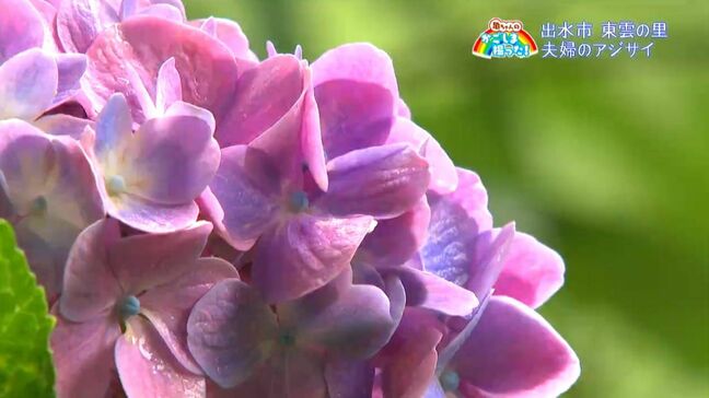 6万本のアジサイが見頃　出水市・東雲の里【亀ちゃんのかごしま撮った！】|TBS NEWS DIG