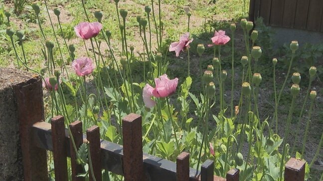 「つぼみがぷっくり、気持ち悪い…」宅配ドライバーが住宅街で見つけた奇妙な植物 麻薬の原料「アツミゲシ」だった|TBS NEWS DIG