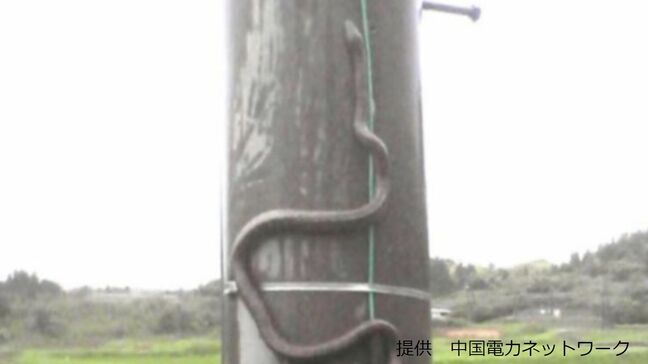 停電で新幹線の運転見合わせ 原因はヘビ ヘビが電柱をスルスル登る?! 【画像閲覧注意】|TBS NEWS DIG