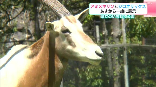 シロオリックスの「ハツメ」と「ユーマ」　アミメキリンと一緒に展示　高知県立のいち動物公園で3日から一般公開　|TBS NEWS DIG