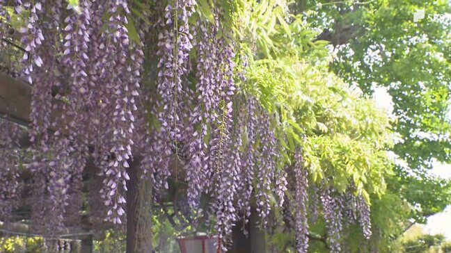 フジの名所の公園が5月末で閉鎖へ 地権者との契約更新できず“見納め”に|TBS NEWS DIG
