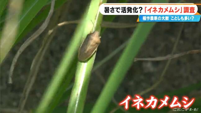 稲穂を守れ!猛暑で深刻 コメの大敵「イネカメムシ」が大量発生 農家に警戒感 岐阜・池田町|TBS NEWS DIG
