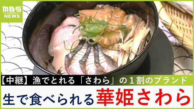 【中継】とろけるうまさ！刺身で食べられるもっちり食感「華姫さわら」　船上での活け締めはスピード勝負　兵庫・姫路市【川地洋平の最旬！丼マン】|TBS NEWS DIG