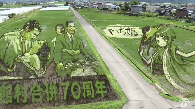 雑草対策ばっちりで「田んぼアート」鮮明に浮かぶ　稲も順調に生育で7月中旬には見頃の見込み　ひと足早く来た観光客は「すごい！とってもすてきです」|TBS NEWS DIG