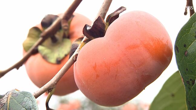 皇室への献上は112回目「森町の次郎柿」 箱詰め作業行う =静岡・森町|TBS NEWS DIG