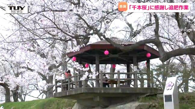 人々の目を楽しませた "千本桜" に感謝を 桜の名所 "烏帽子山公園" で木々に栄養を与える追肥作業(山形・南陽市)|TBS NEWS DIG