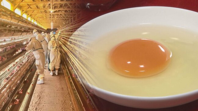 「鳥インフルエンザ」大流行の2022年に匹敵？タマゴ価格に懸念　鹿児島・出水市「高病原性」疑いで警戒強まる　|TBS NEWS DIG