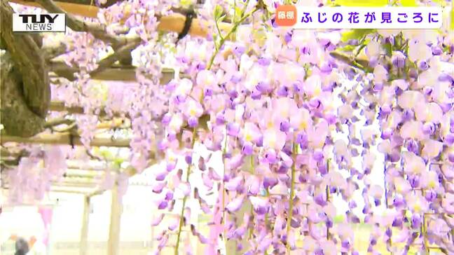 体育館前にズラリと咲く藤の花! カピタン藤が見ごろ(山形・鶴岡市)|TBS NEWS DIG