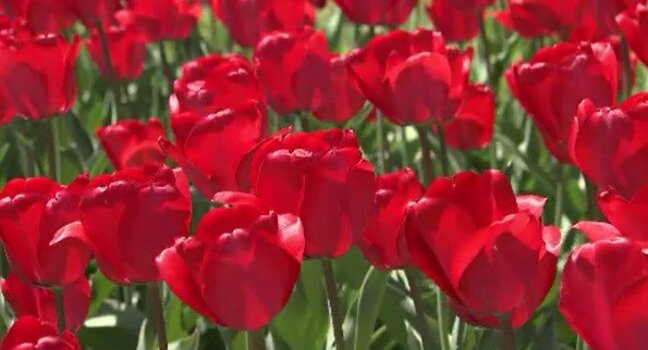 32万本のチューリップが咲き誇る　残雪の北アルプスに鮮やかに映える　大型連休中は楽しめそう　長野・国営アルプスあづみの公園|TBS NEWS DIG