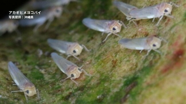 大木アカギの葉を枯らす「アカギヒメヨコバイ」沖縄・宮古島で初確認 本島では2019年から被害|TBS NEWS DIG