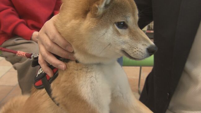 3歳以上の約8割が歯周病予備軍…愛犬のための歯みがき教室　福島|TBS NEWS DIG
