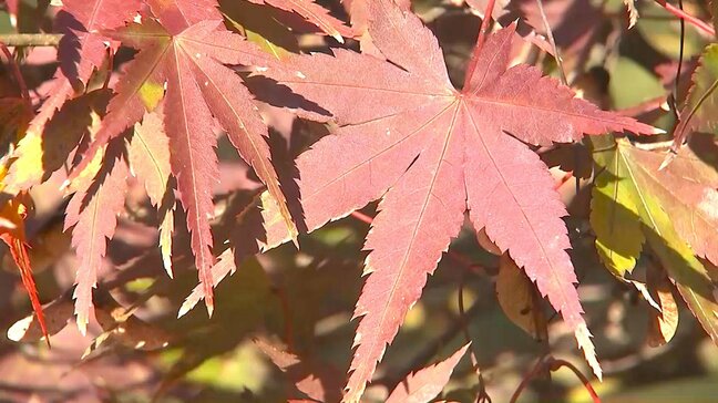 紅葉深まる用作公園　恒例のもみじ祭り始まる　大分・豊後大野市|TBS NEWS DIG
