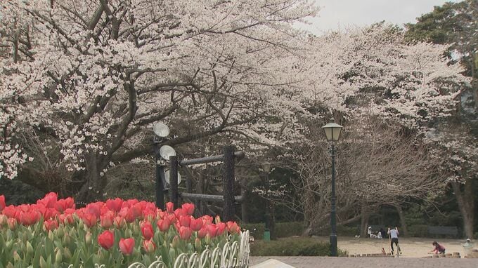 桜とチューリップの競演　永源山公園　山口県周南市|TBS NEWS DIG
