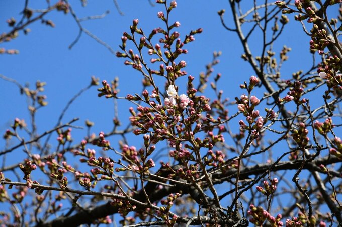 【速報】仙台でサクラ開花|TBS NEWS DIG