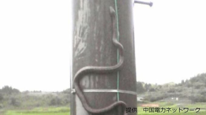 停電で新幹線の運転見合わせ　原因はヘビ　ヘビが電柱をスルスル登る?! 【画像閲覧注意】|TBS NEWS DIG