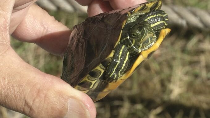「天敵がいない。在来種は全部やられる」松江城の堀で繁殖する特定外来生物アカミミガメ　遊覧船の元船頭らが駆除　|　BSSニュース | BSS山陰放送