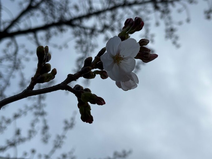 長野でソメイヨシノが開花　平年より11日、去年より8日早く　長野地方気象台の標本木　|　SBC NEWS | 長野のニュース | SBC信越放送