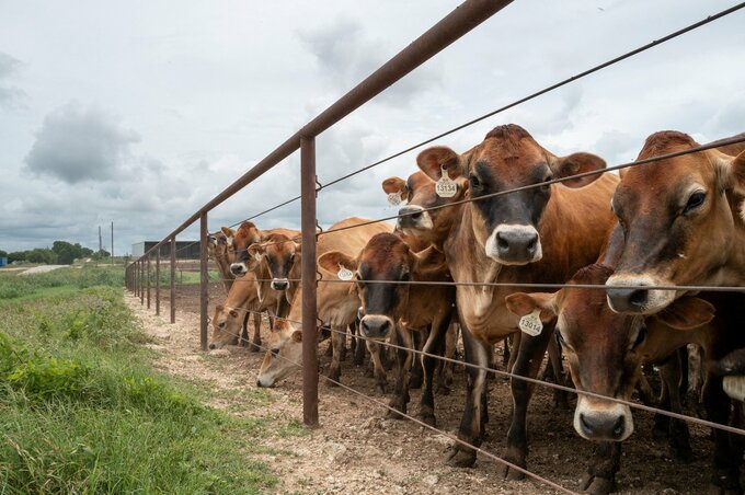 生きた肉を食べるハエ幼虫、米で新たに3例確認－州境越え拡大に懸念