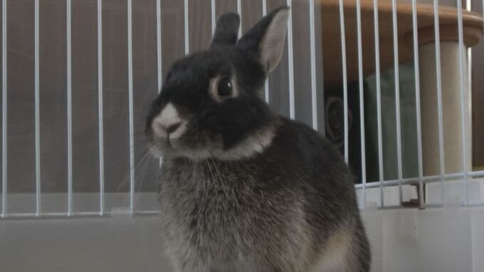 ウサギの交尾は30秒 同じ空間ですぐに“妊娠”  ゴミ屋敷の中で“多頭飼育崩壊”が起きていた 保護ボランティアからも悲鳴が【チャント！追跡】　|　名古屋・愛知・岐阜・三重のニュース【CBC news】 | CBC web