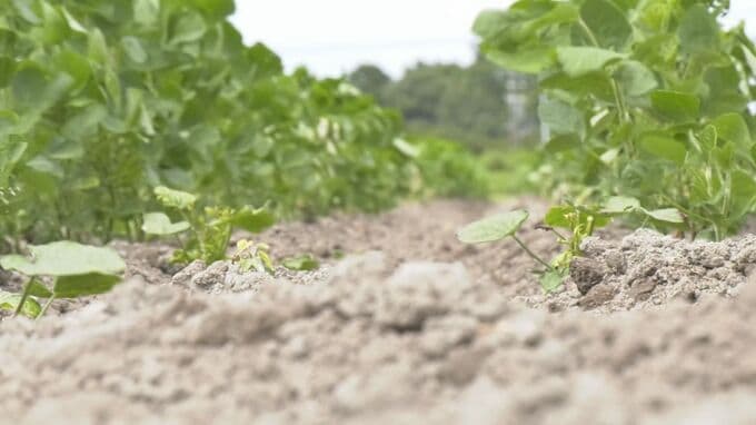 農家にとっては待望の恵みの雨　一方で、県は稲へ注意喚起も|TBS NEWS DIG