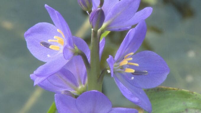 ハート型の葉が特徴　ミズアオイの花見頃　万葉集で求愛の歌に詠まれる　|　山口のニュース・天気・防災｜tys NEWS｜ｔｙｓテレビ山口