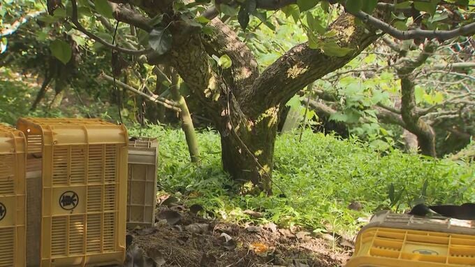 立った状態でナシの木と運搬車に挟まれていた…特産ナシの果樹園で作業中、ナシの木と運搬車の間に挟まれ男性死亡　鳥取県湯梨浜町|TBS NEWS DIG