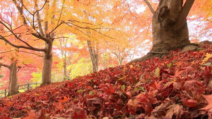 不習岳の「もみじ園」約300本の「ヤマモミジ」と「イロハモミジ」が園内を赤く染める　美しく深まる秋　モミジの落ち葉の絨毯も　|　青森のニュース│ATV NEWS│青森テレビ