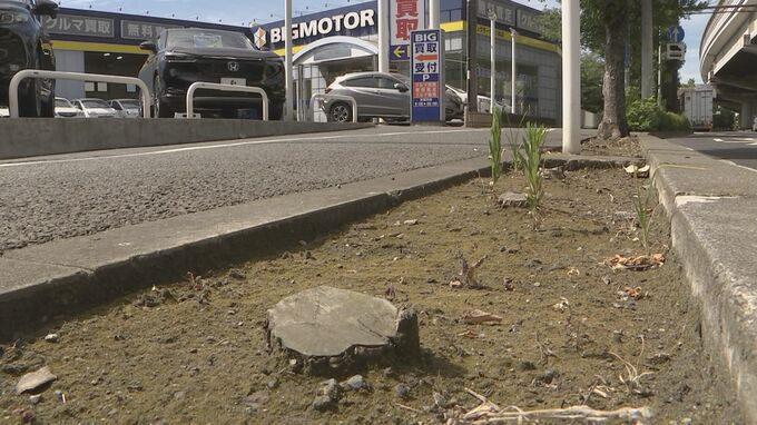 ビッグモーターが川崎市内の店舗で木の伐採認める　川崎市は被害届を提出へ|TBS NEWS DIG