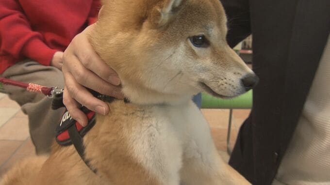 3歳以上の約8割が歯周病予備軍…愛犬のための歯みがき教室　福島|TBS NEWS DIG