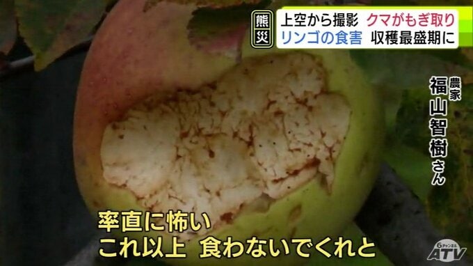 「これ以上、食わないでくれ…」クマが自らリンゴをもぎ取り・食べる　食害で農家から悲鳴　収穫最盛期なのに恐怖で畑になかなか行けない現状「悔しい思いでいっぱい」「クマもわかっているんじゃ…」【熊災】　|　青森のニュース│ATV NEWS│青森テレビ