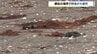 「鳥が100羽くらい死んでいるようだ」北海道網走市の海岸で野鳥が大量死　市などがカワウ約130羽を回収　北海道は鳥インフル感染可能性もあるとみて調査　|　北海道のニュース｜HBC北海道放送
