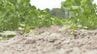 農家にとっては待望の恵みの雨　一方で、県は稲へ注意喚起も　|　BSSニュース | BSS山陰放送