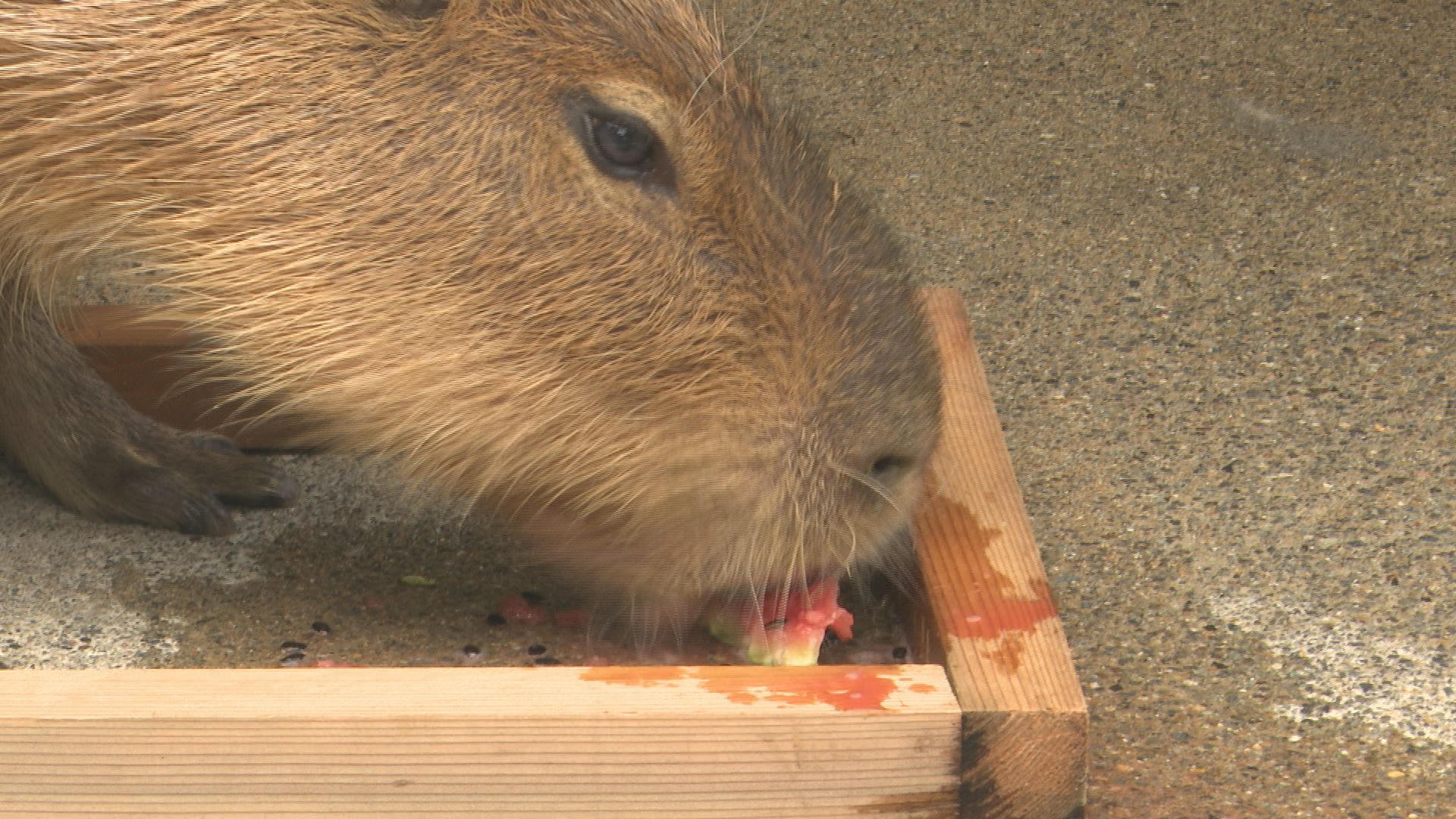 連日の猛暑に動物もうんざり…？カピバラは元気にスイカ早食い競争