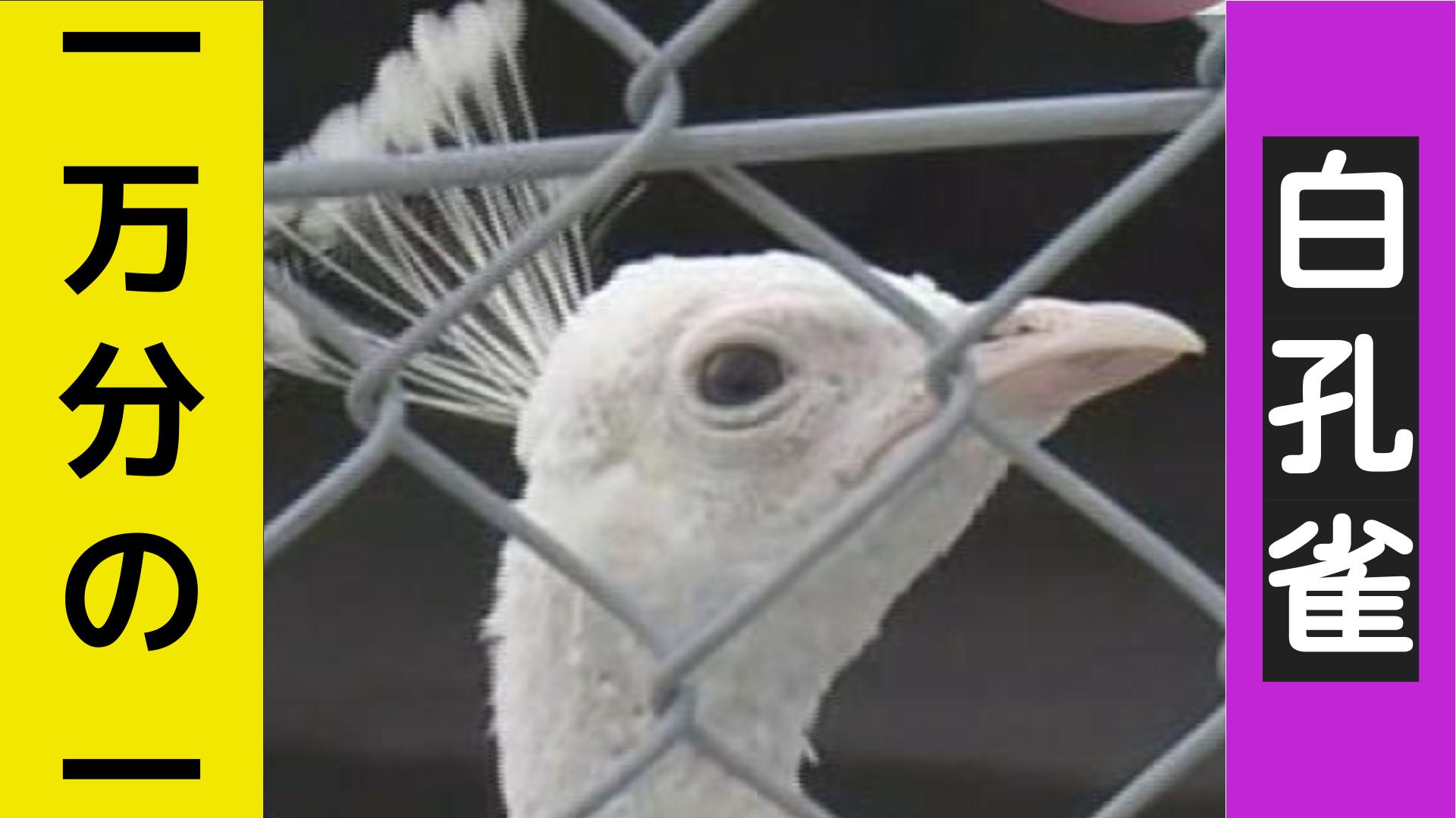 新白孔雀 動画】隔世遺伝？確率1万分の1「真っ白な白孔雀」飼育数日本一の長崎