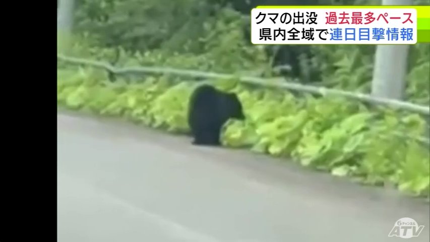 クマの出没 過去最多ペース 青森県内全域で連日目撃情報 | 青森の