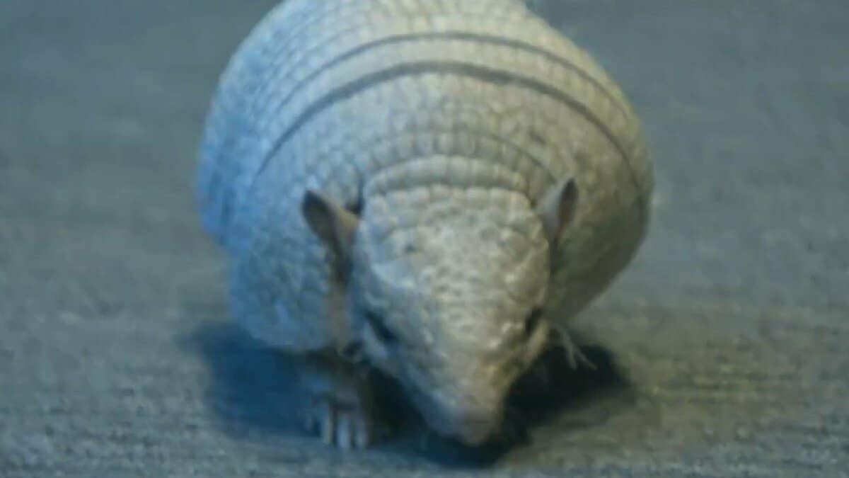 アルマジロ　ゾウ　白鯨 img_1f096f2d47770a3b0bb28d9383